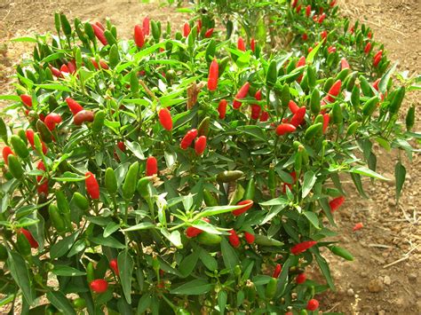 Looking for Calabrian Peppers: Diavolicchio di Diamante ...